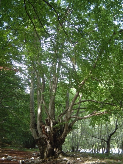 faggeta